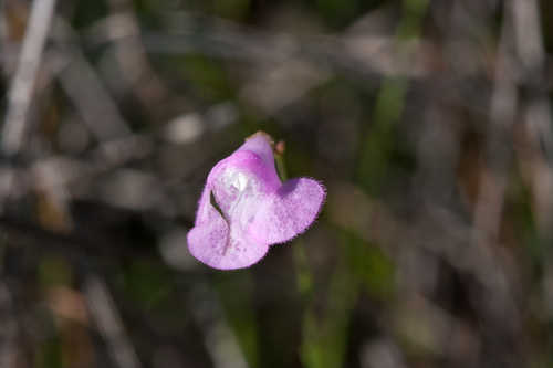 Agalinis filicaulis #1